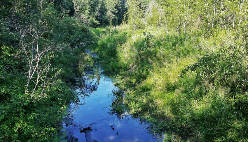Forest River Nature Summer Blue River In The Summer Photo 2035